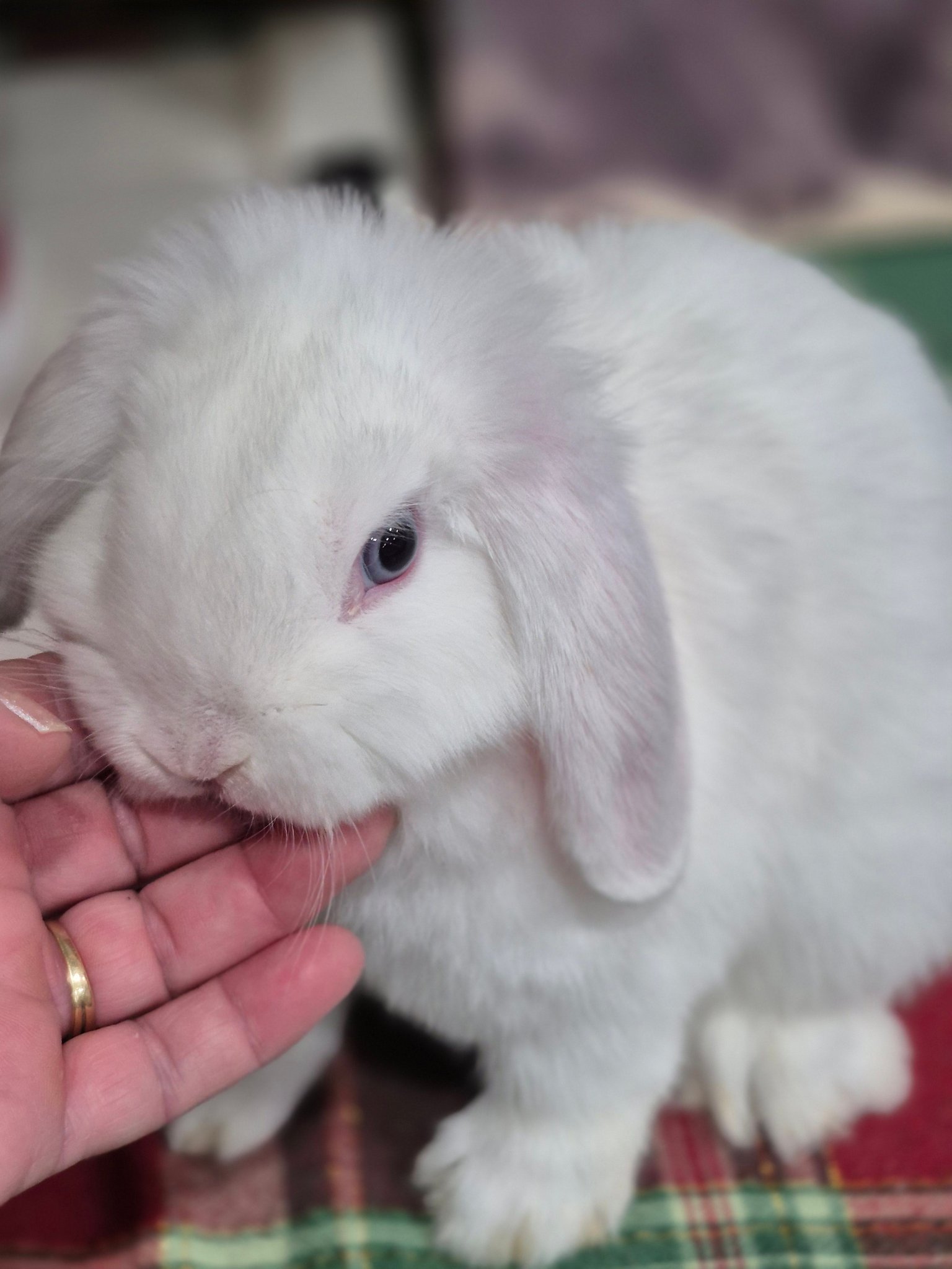 KK Rabbitry | Oklahoma City OK