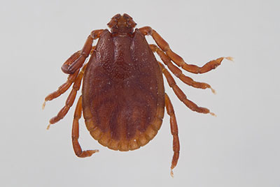 New - ASIAN LONGHORNED TICK The Asian longhorned tick (Haemaphysalis ...