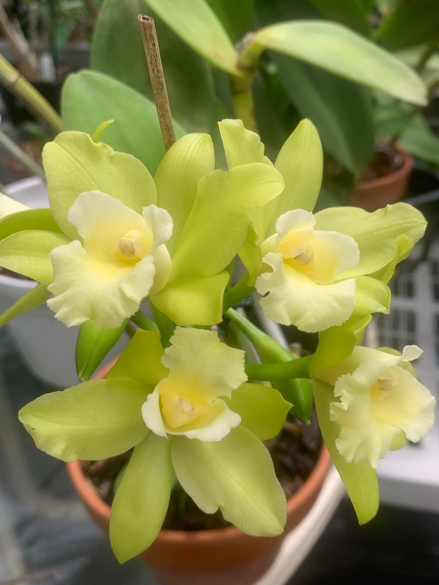 Blc. Hawaiian passion 'Carmella'