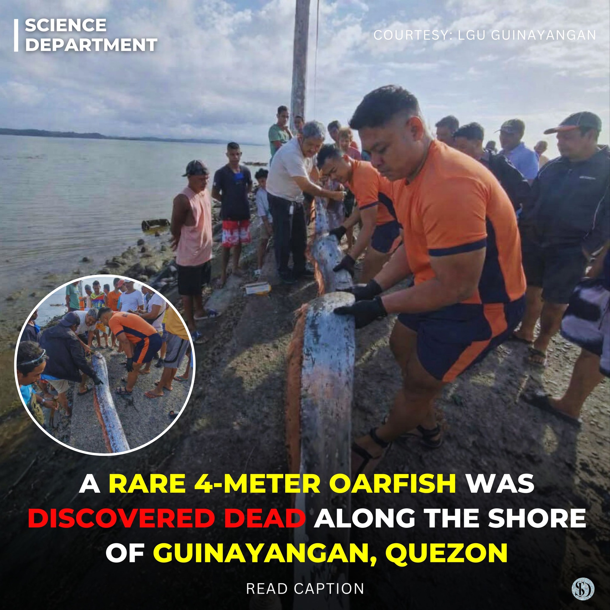 Science - A nearly four-meter-long oarfish was discovered washed ashore ...