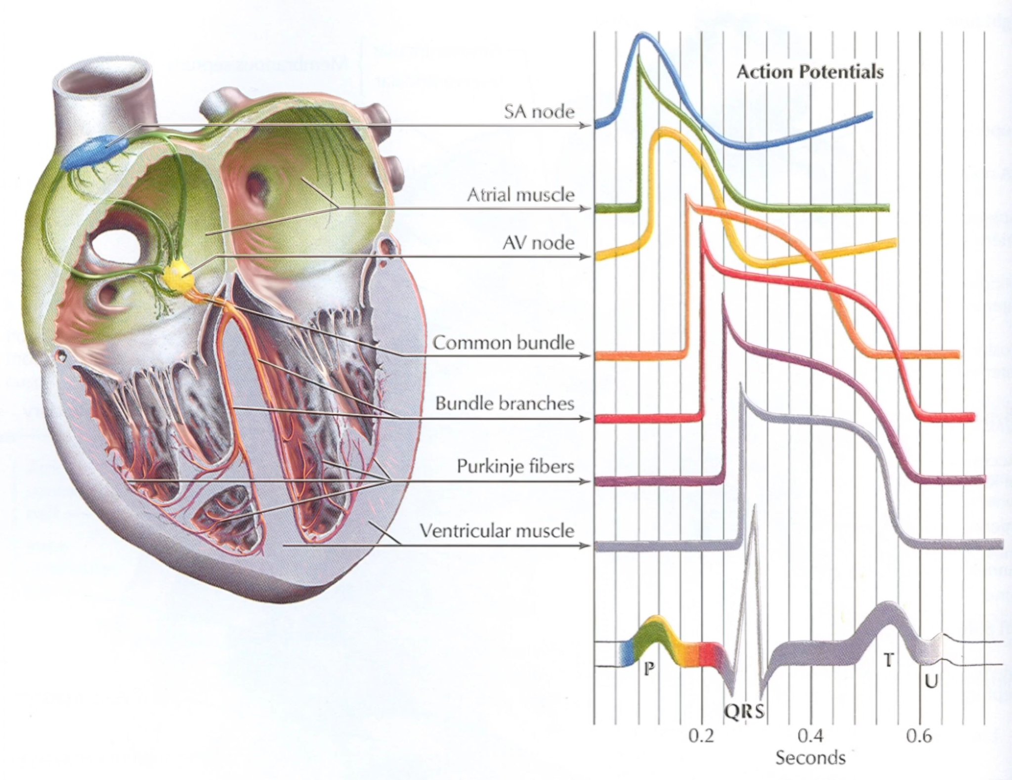 Abdallah - Cardiac conduction system and the corresponding action ...