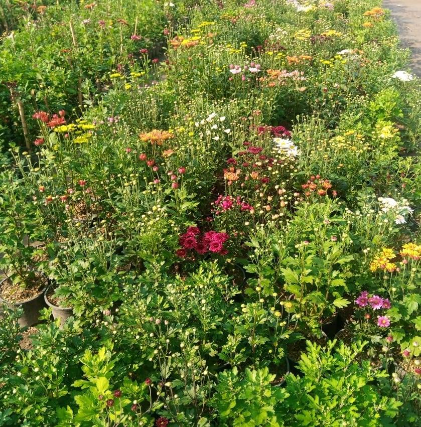 Gojra Nursary farm Gojra | Gojra
