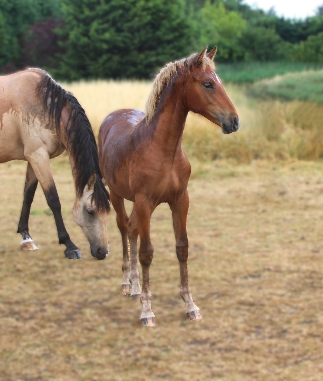 Mistrals Spanish Stud - Palominos, Silver dapple & Buckskin Andalusians ...