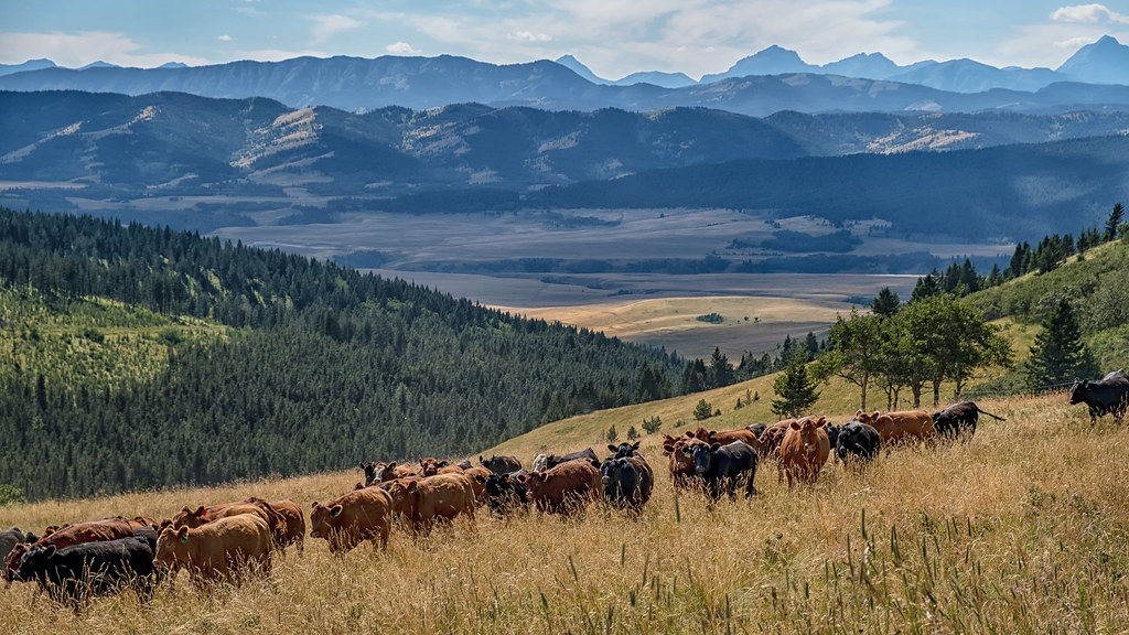 The Porcupine Hills are west... - Alberta Hometown Memories | Facebook