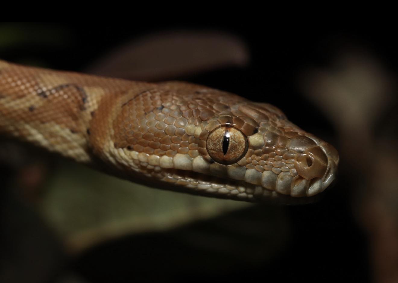 Snake - Coastal Carpet Python Non-Venomous (Slit Pupils) | Facebook