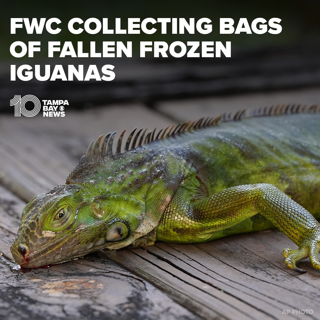 IGUANA ROUNDUP 🦎The FWC shared what you should and shouldn't do