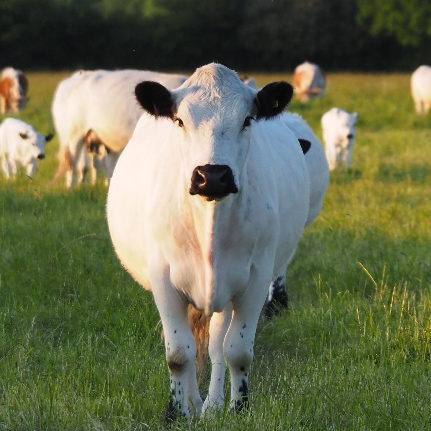 Pasture - PFL x ORFC26 🧠 Sentient Beings: What Science and AI Reveal ...
