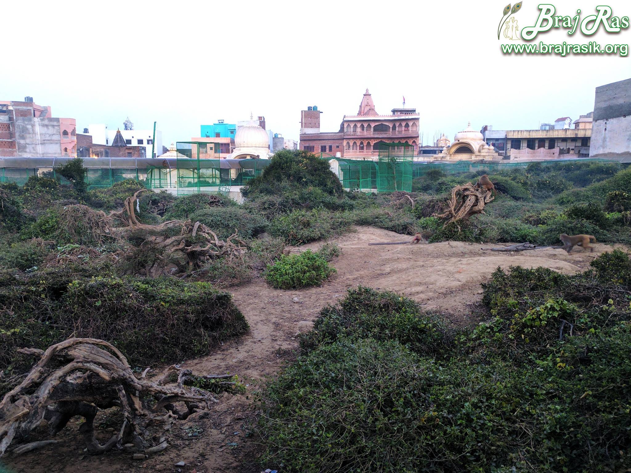 Braj Ras - Bliss of Braj Vrindavan - Sewa Kunj is discoverd by Shri Hit ...