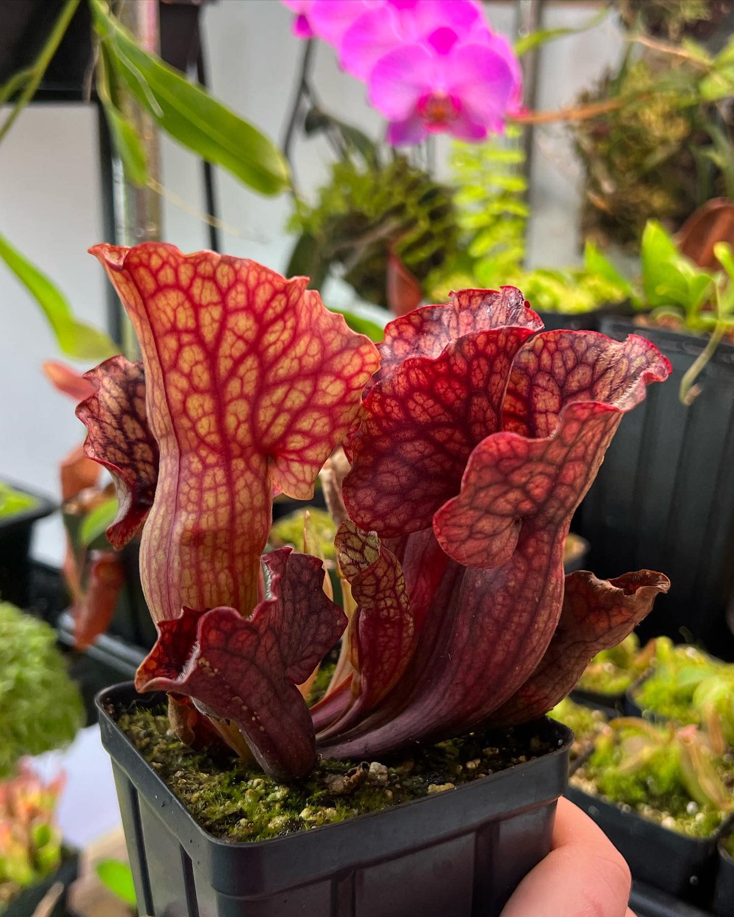 S. Purpurea ssp. Venosa (or an introgressed hybrid with an