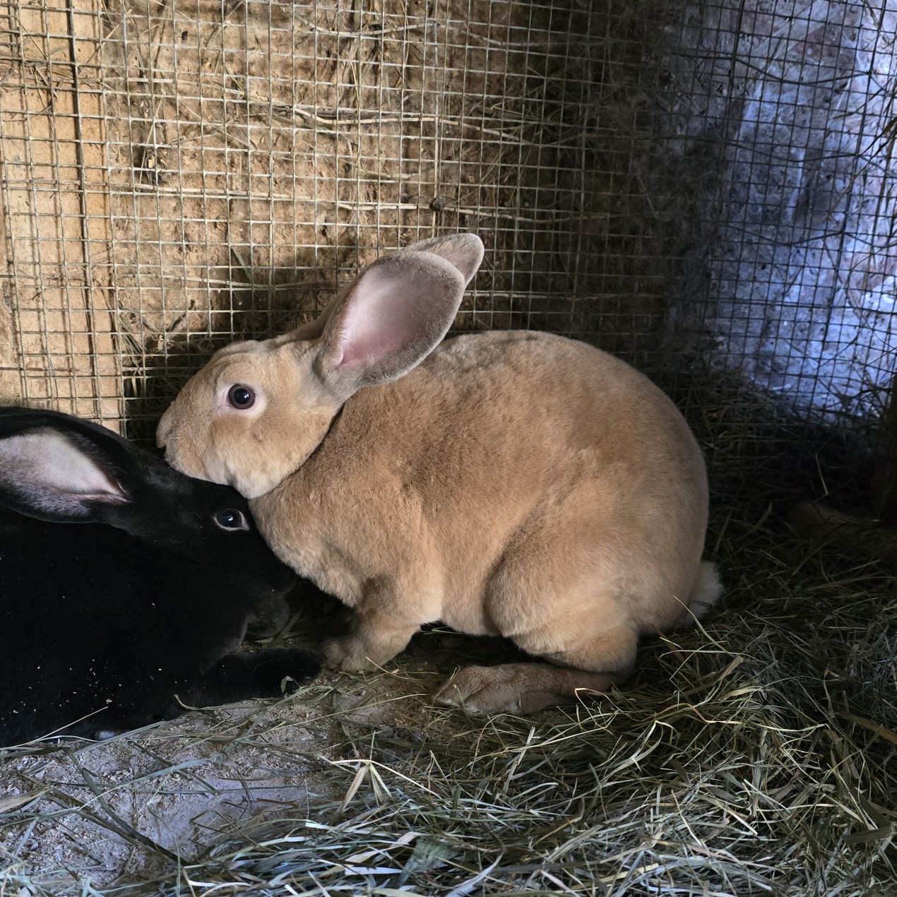 Coen's Rabbitry