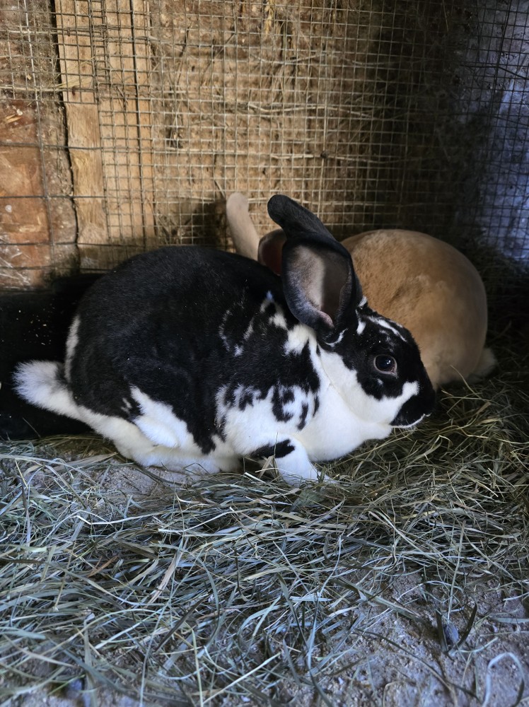 Coen's Rabbitry