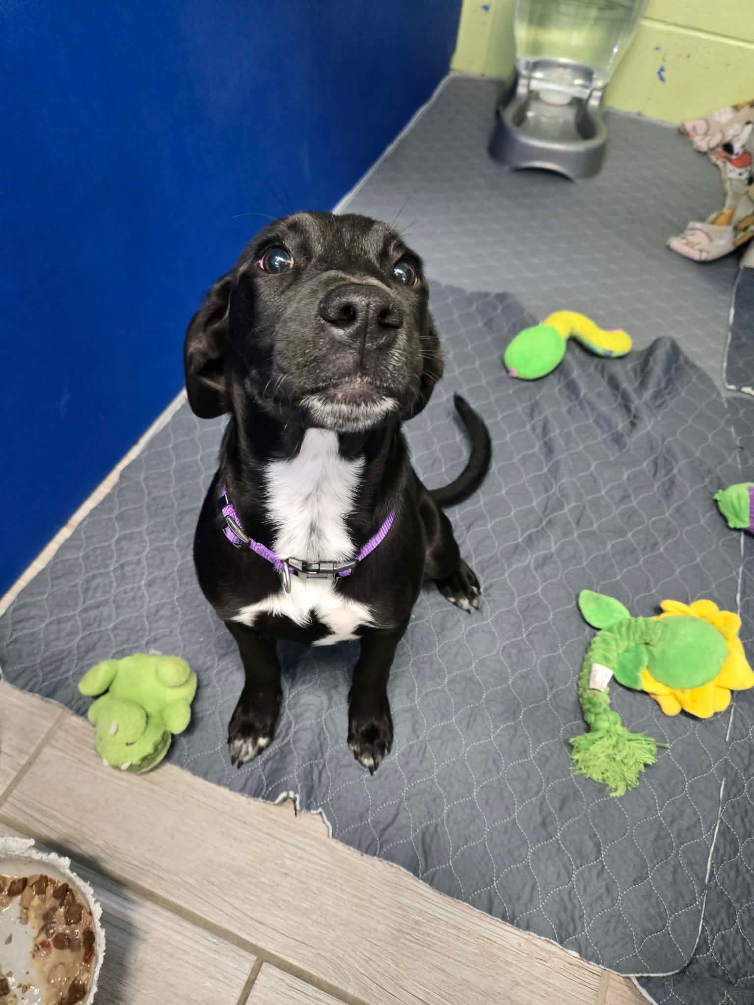 Meet Nina! 🐾 Nina came to us from county animal control after