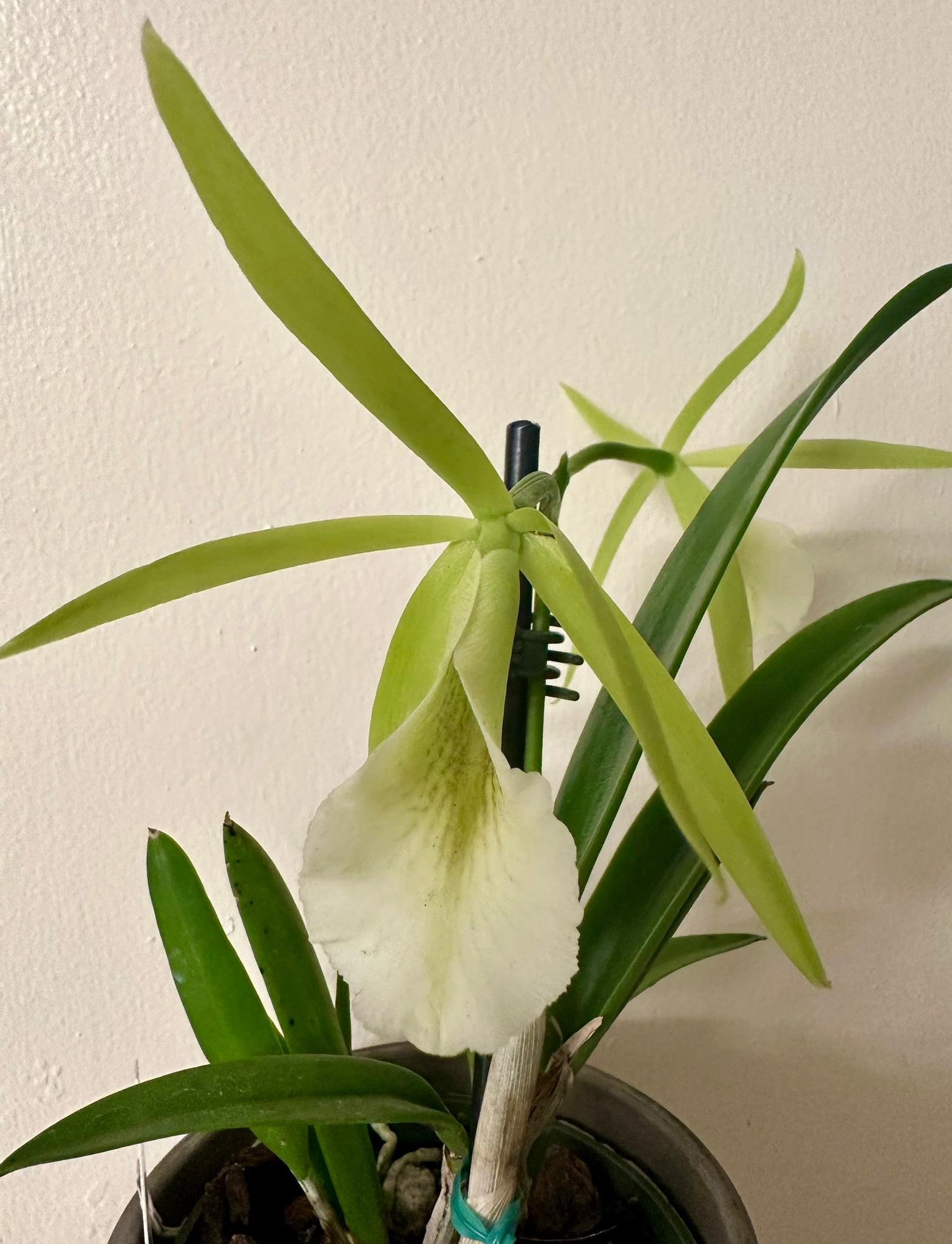 Pcv Key Lime Star orchid care and features