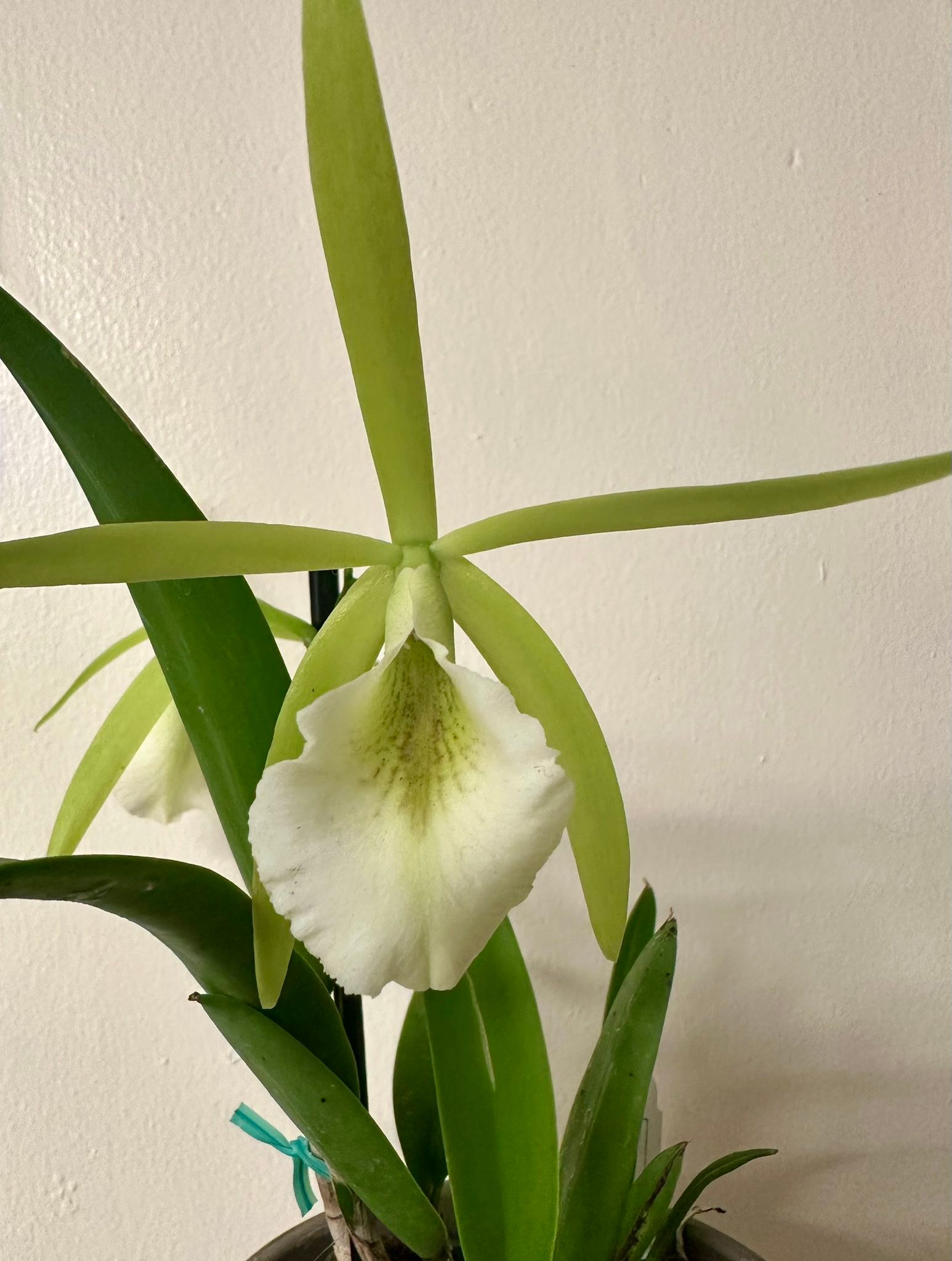 Pcv Key Lime Star orchid care and features