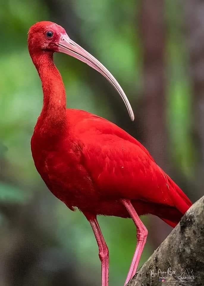 Ibis rouge (Eudocimus ruber) : 63 cm. Il s'agit d'une espèce d
