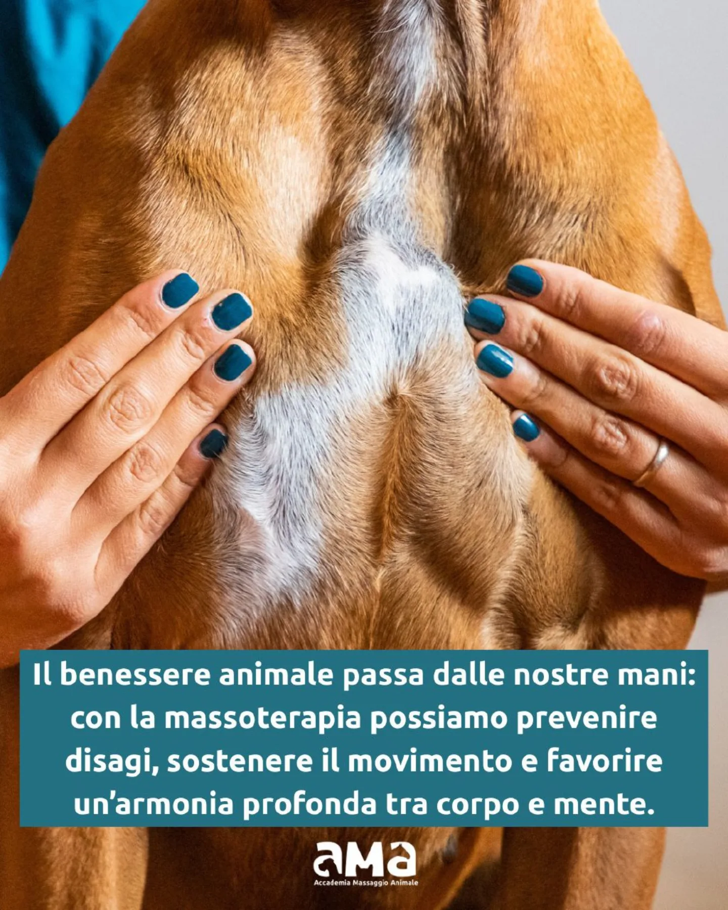 La reazione del cane al massaggio con uno strumento speciale - VIDEO