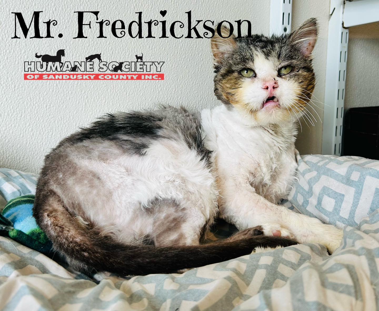 We're celebrating the... - Humane Society of Sandusky County | Facebook