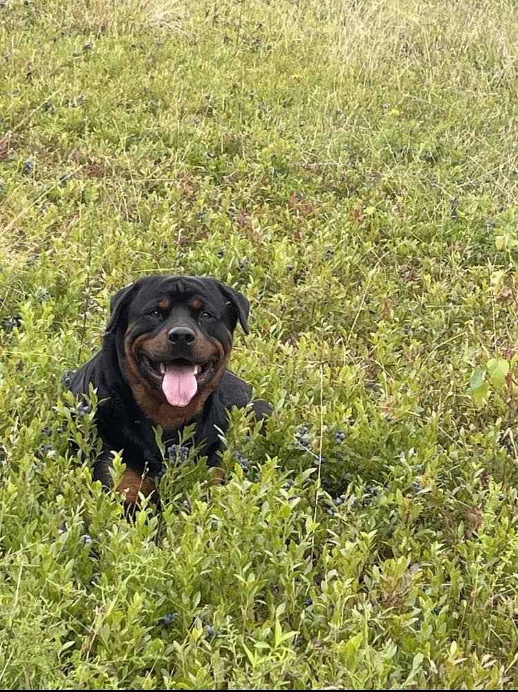 Coastal Springs Rottweilers