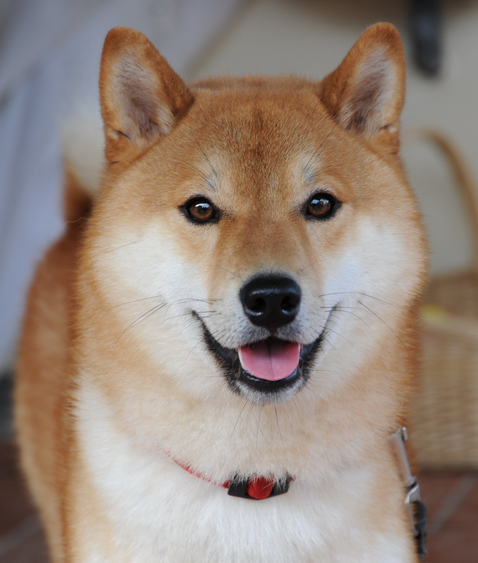 japan #animals #shibainu Шіба-іну (яп. 柴犬-しばいぬ) - це порода