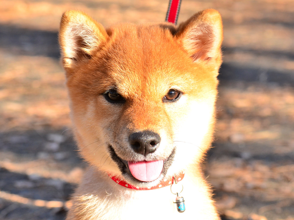 japan #animals #shibainu Шіба-іну (яп. 柴犬-しばいぬ) - це порода