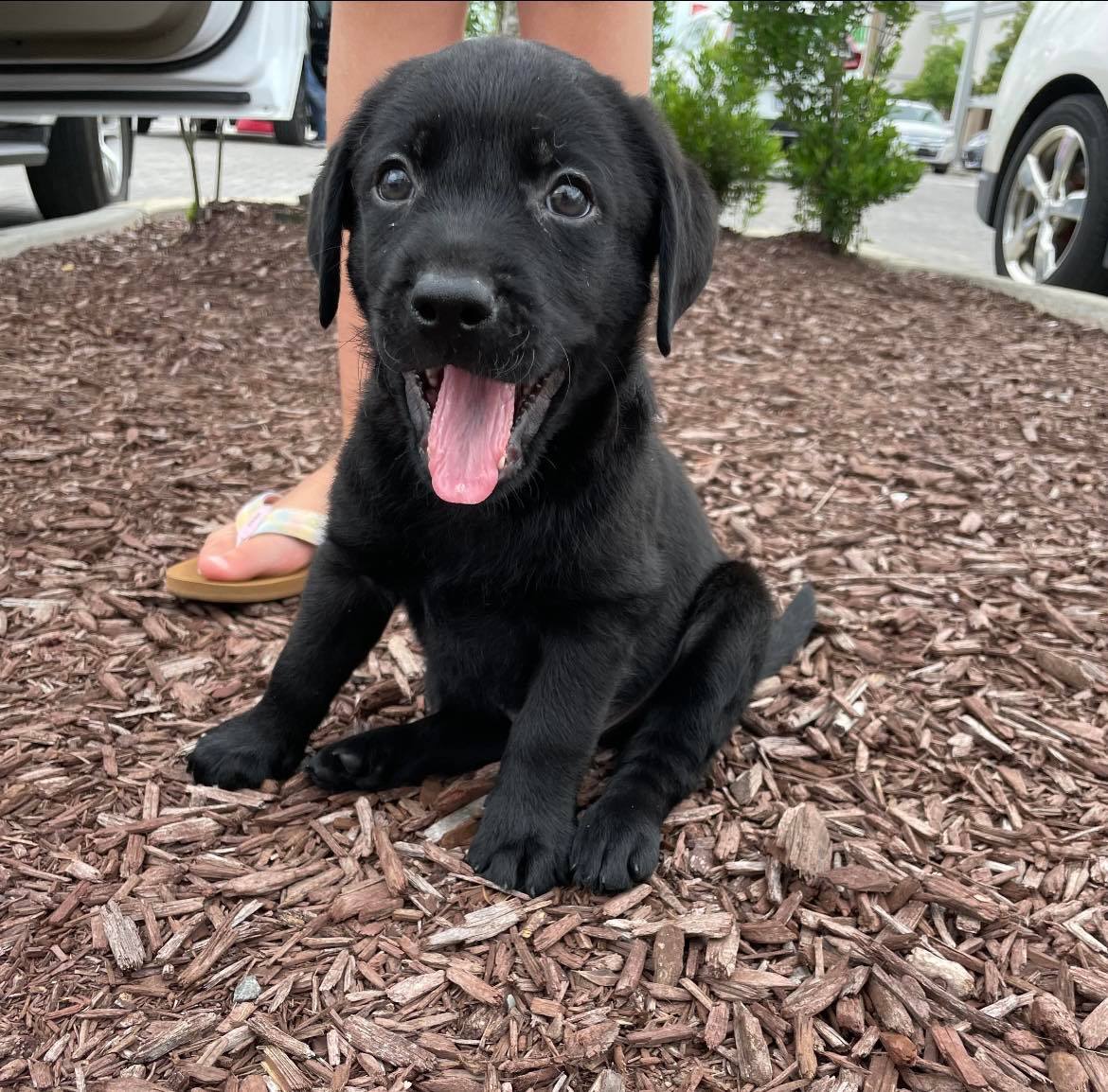 Sunnyside Labradors