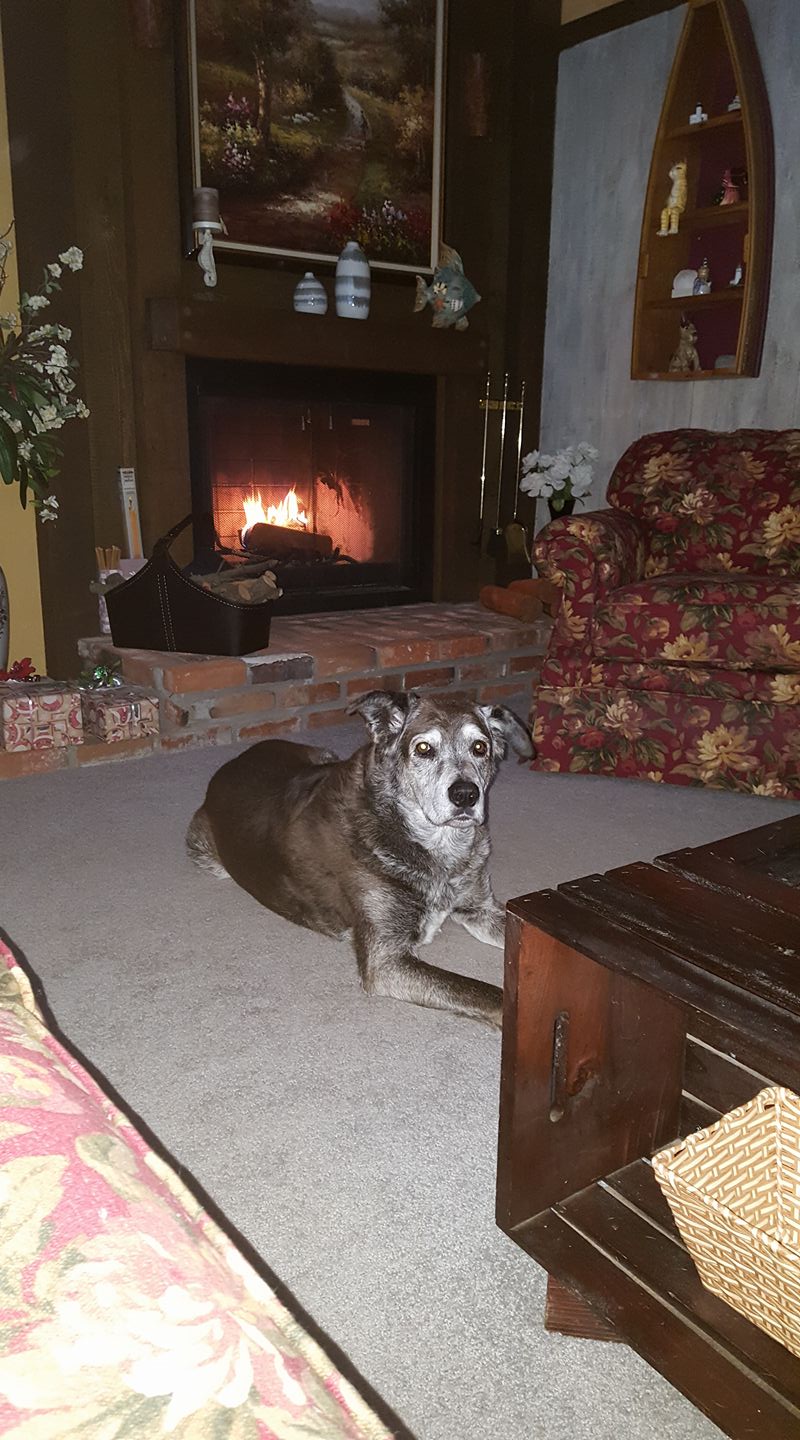 CBD dog treats of Oregon Grants Pass OR
