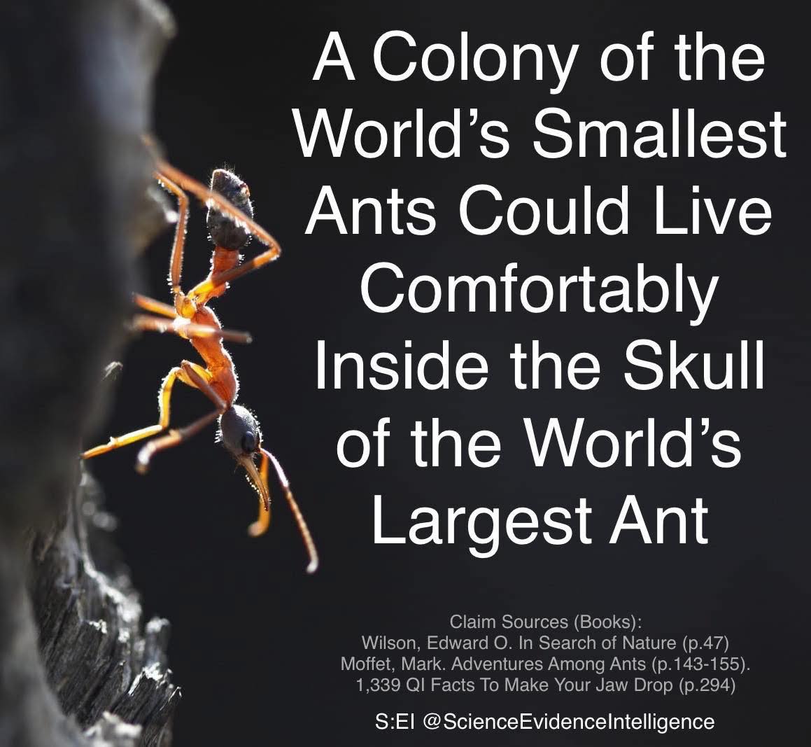 ‘Carebara atoma are... - Science: evidence is intelligence | Facebook