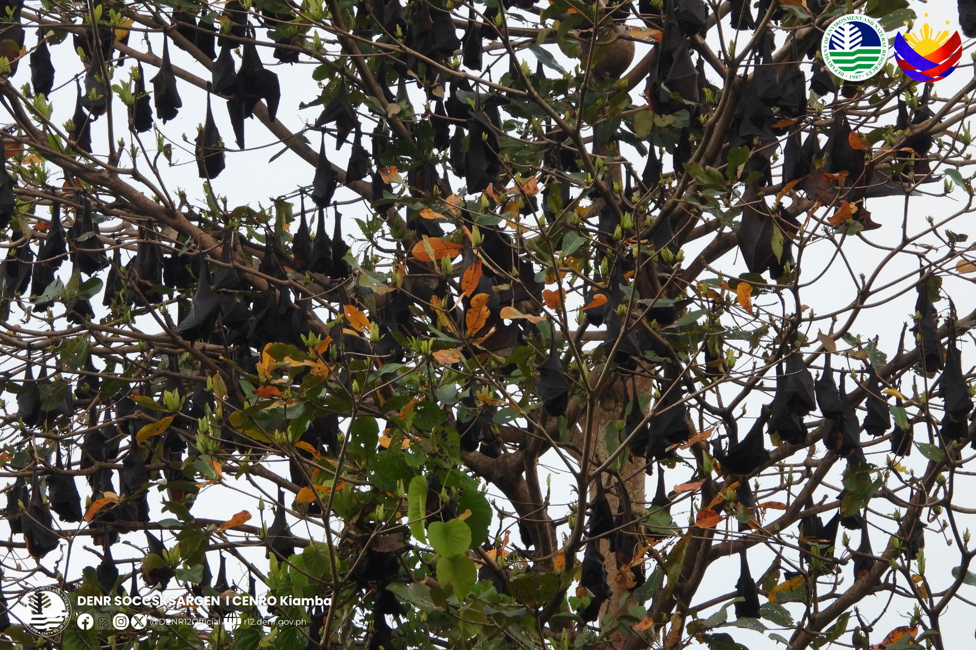 ABS-CBN - Thriving Soccsksargen wildlife 🍃 DENR Soccsksargen shares ...