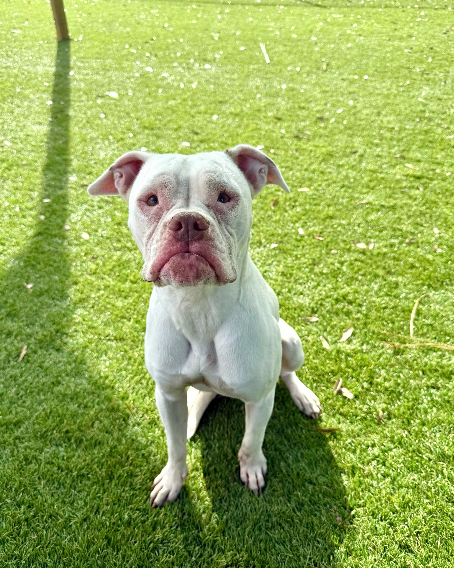 Halifax Humane Society,... - Halifax Humane Society, Inc.