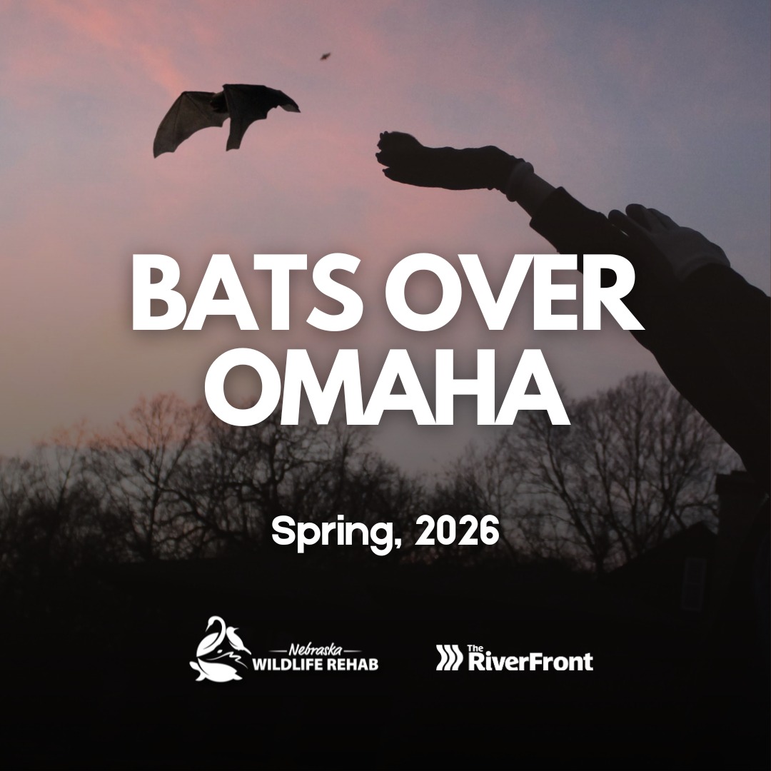 Nebraska - Bat release is coming soon to The RiverFront in downtown ...