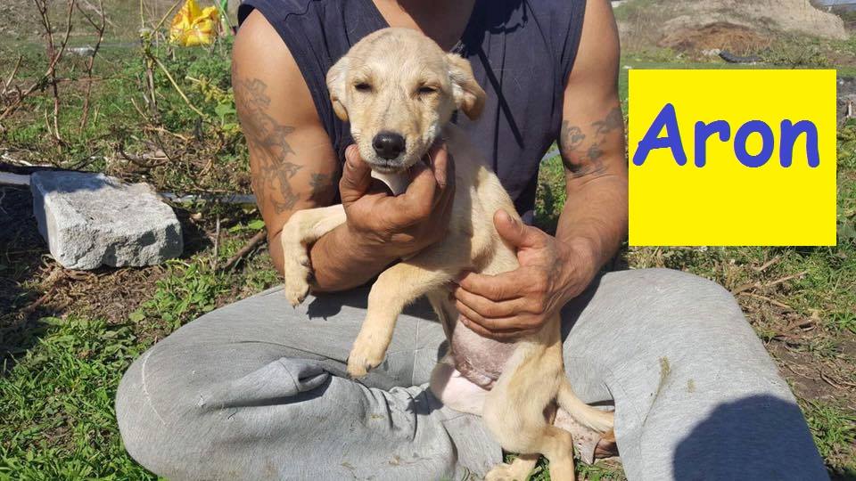 Liebe Tierfreunde mit Herz Wir... - Stibi's Hundeparadies | Facebook