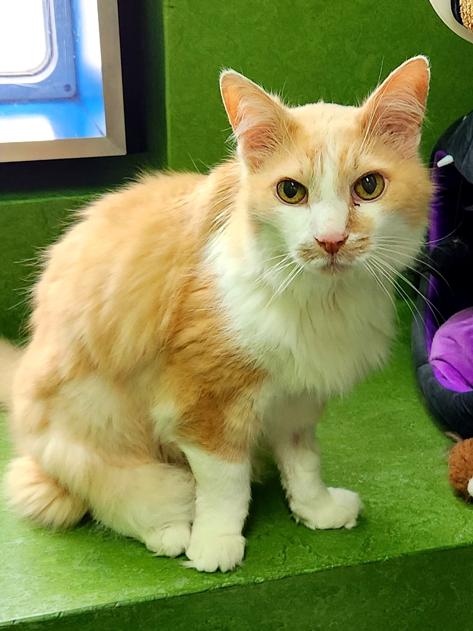 RSPCA Victoria - At nearly 17 years old, Simba has found... | Facebook