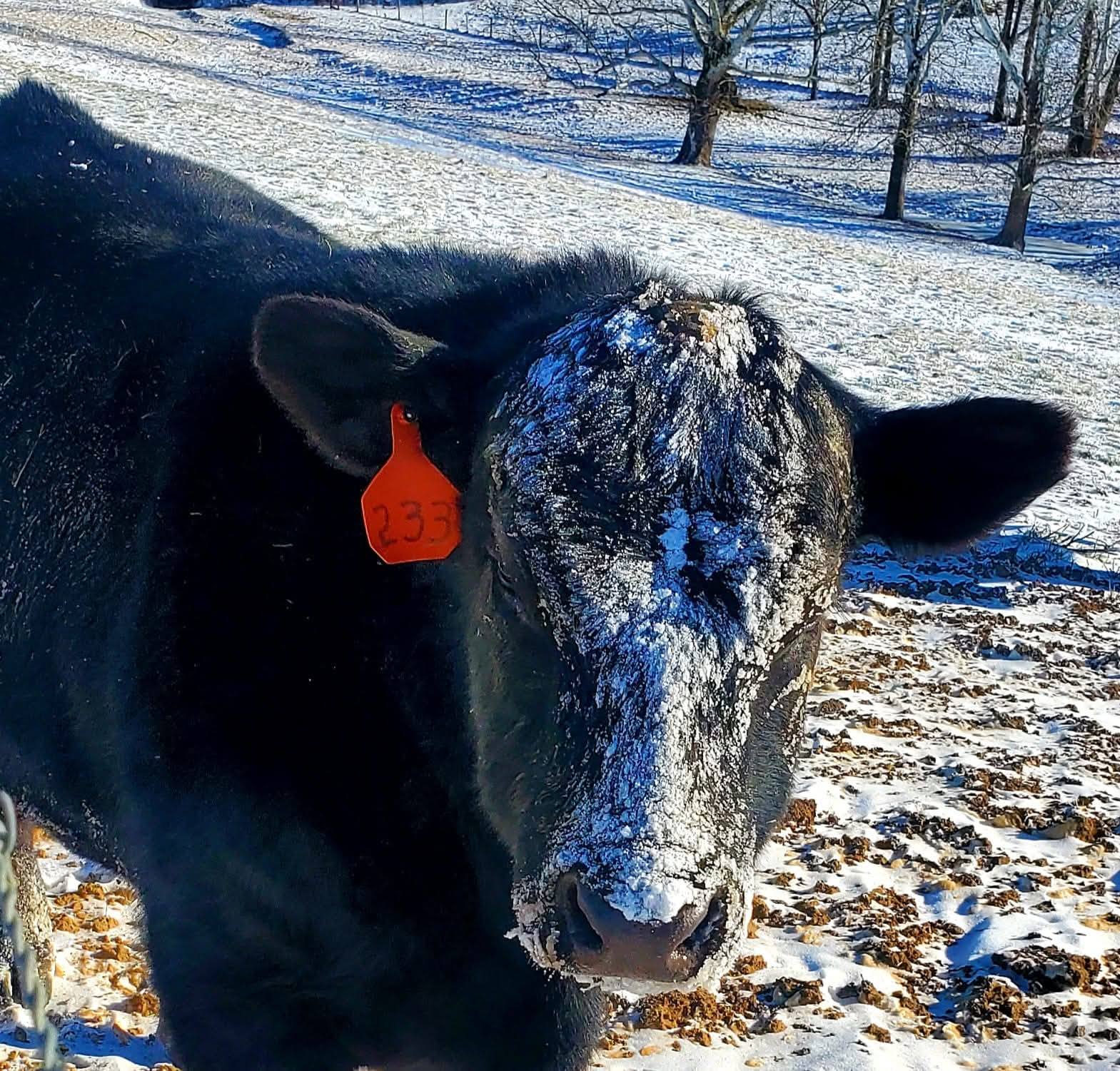 Smith Angus Farms