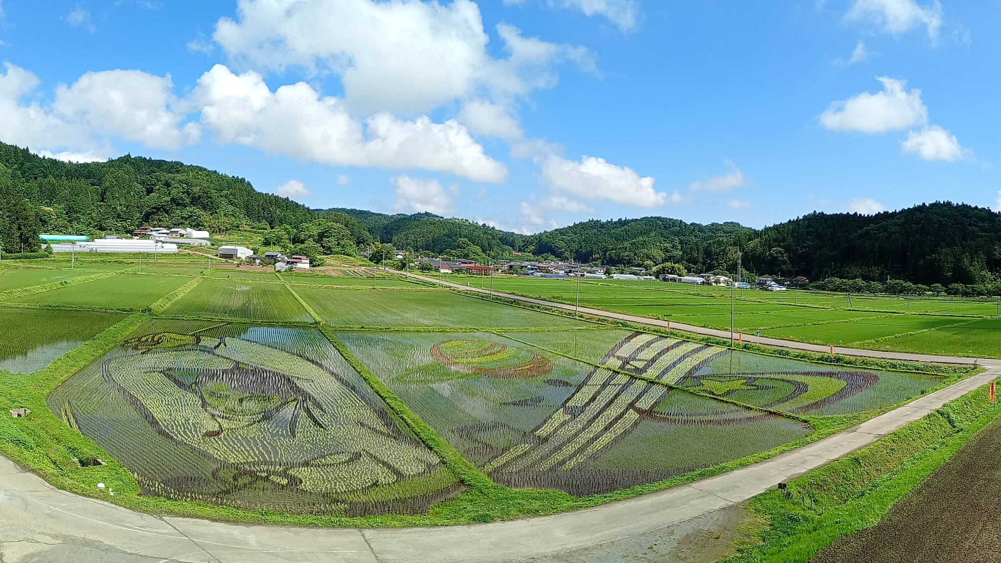 2026/06/24(WED) 田植後25日目 久し振りに晴れた西根田んぼアート