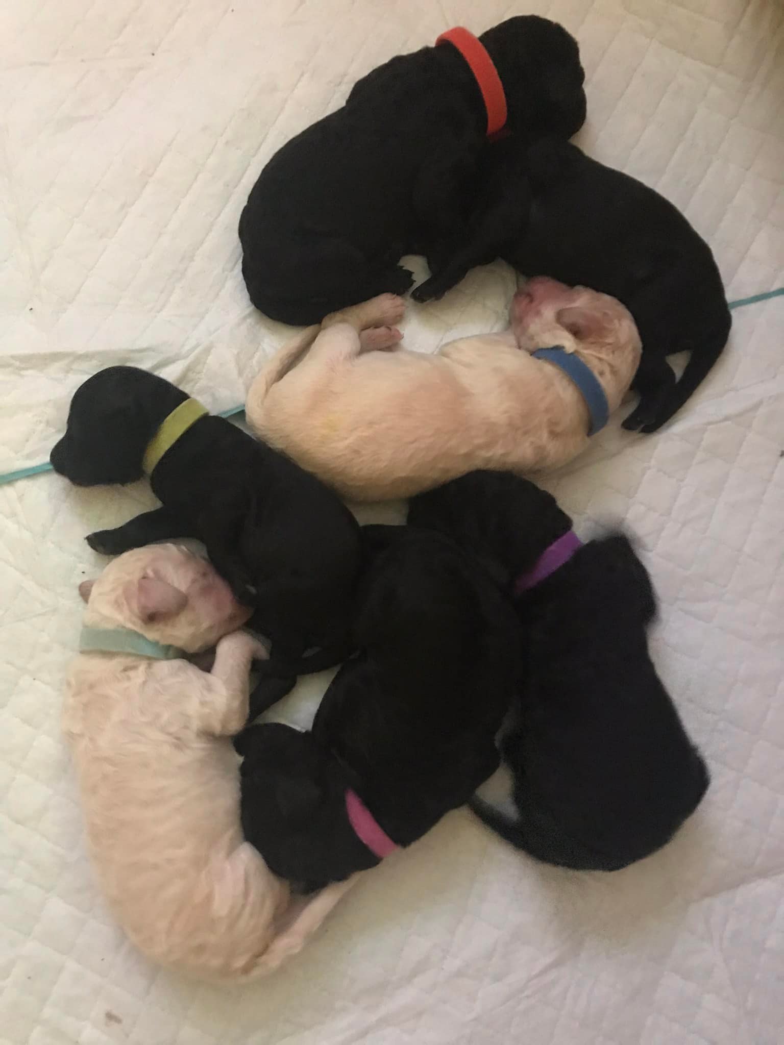 Ransom Ranch Standards Poodles | Foothill Ranch CA