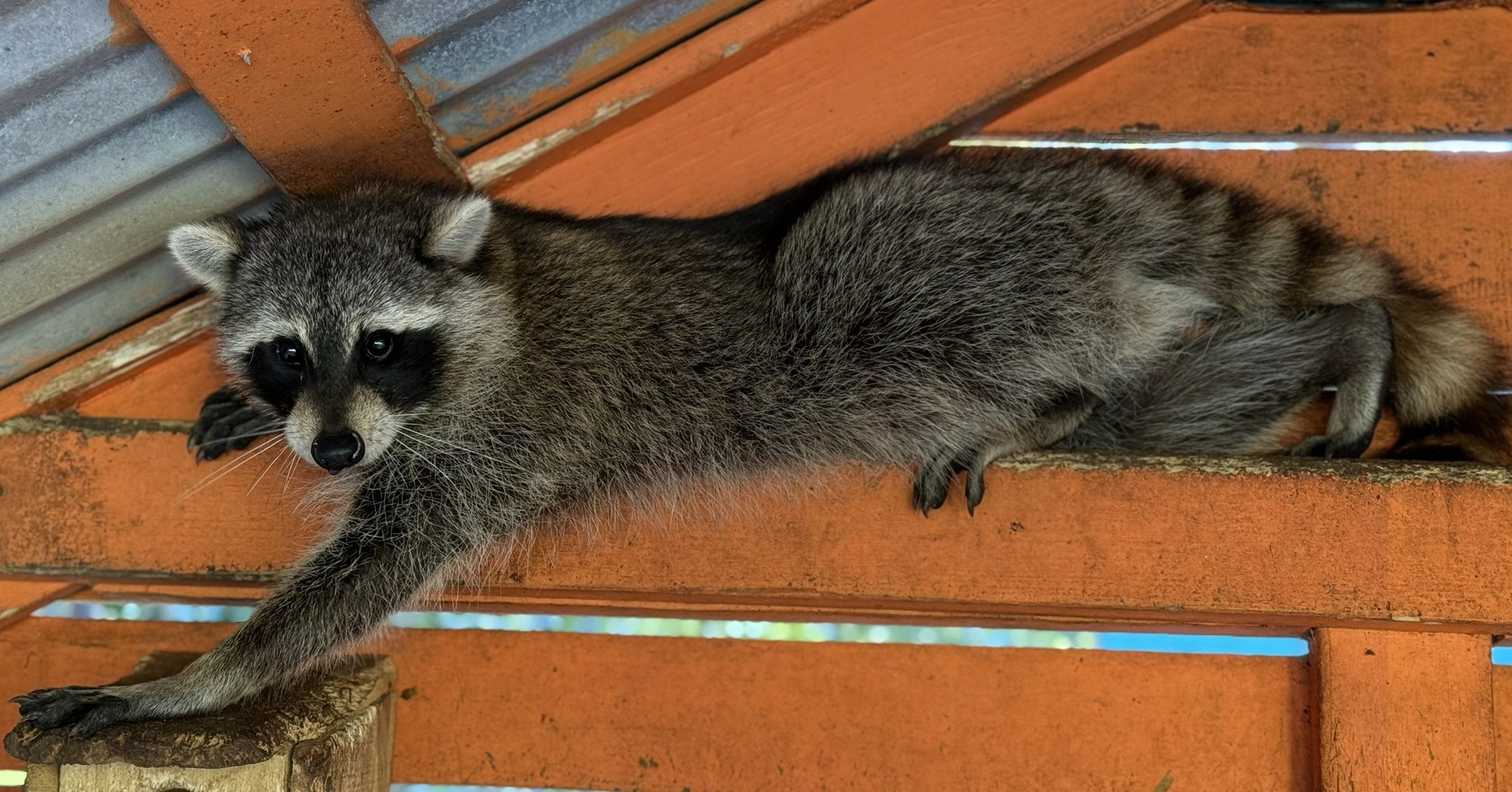 Wildlife - 🦝 Raccoons in Winter: Clever Survivors Raccoons are some of ...