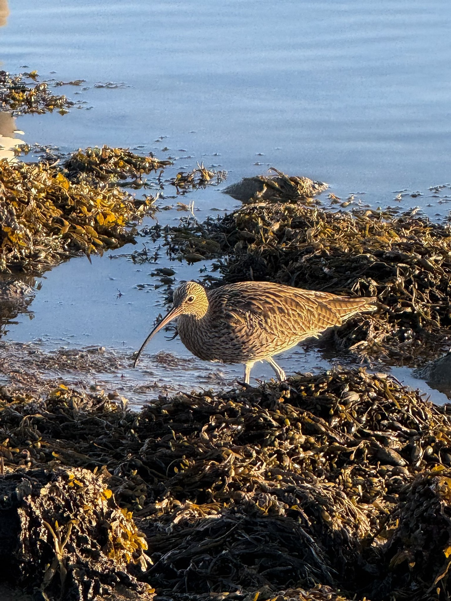 Lymington - Happy Friday 🎉 Meet the humble Curlew… Voice of the Coast ...
