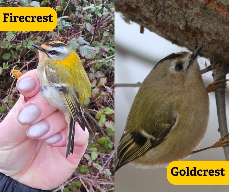 essex-you-loved-the-firecrest-we-posted-earlier-this-month-and-a-few