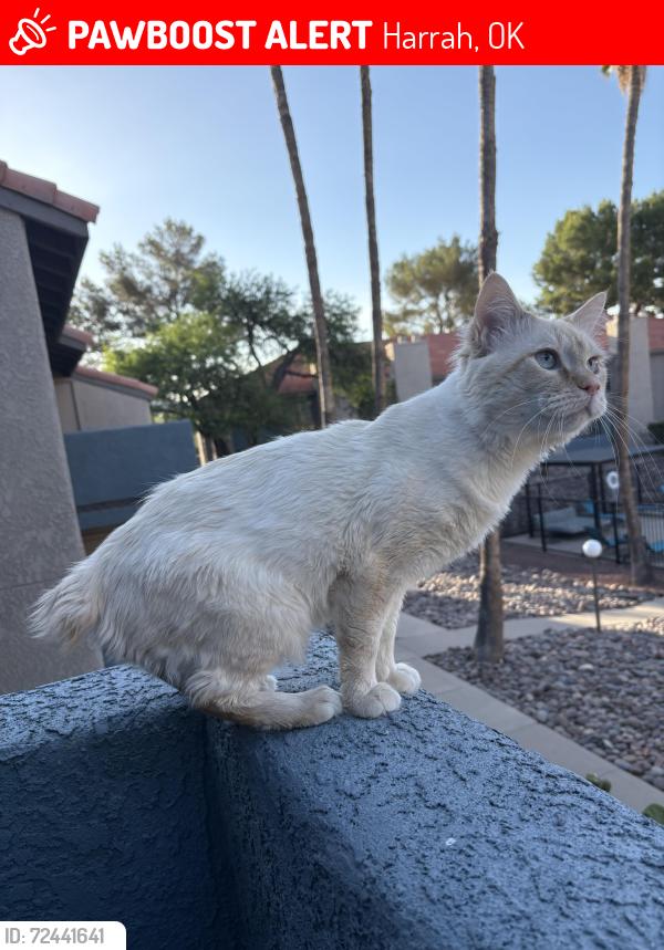 Venus lost cat in Oklahoma City OK near 52nd and Western