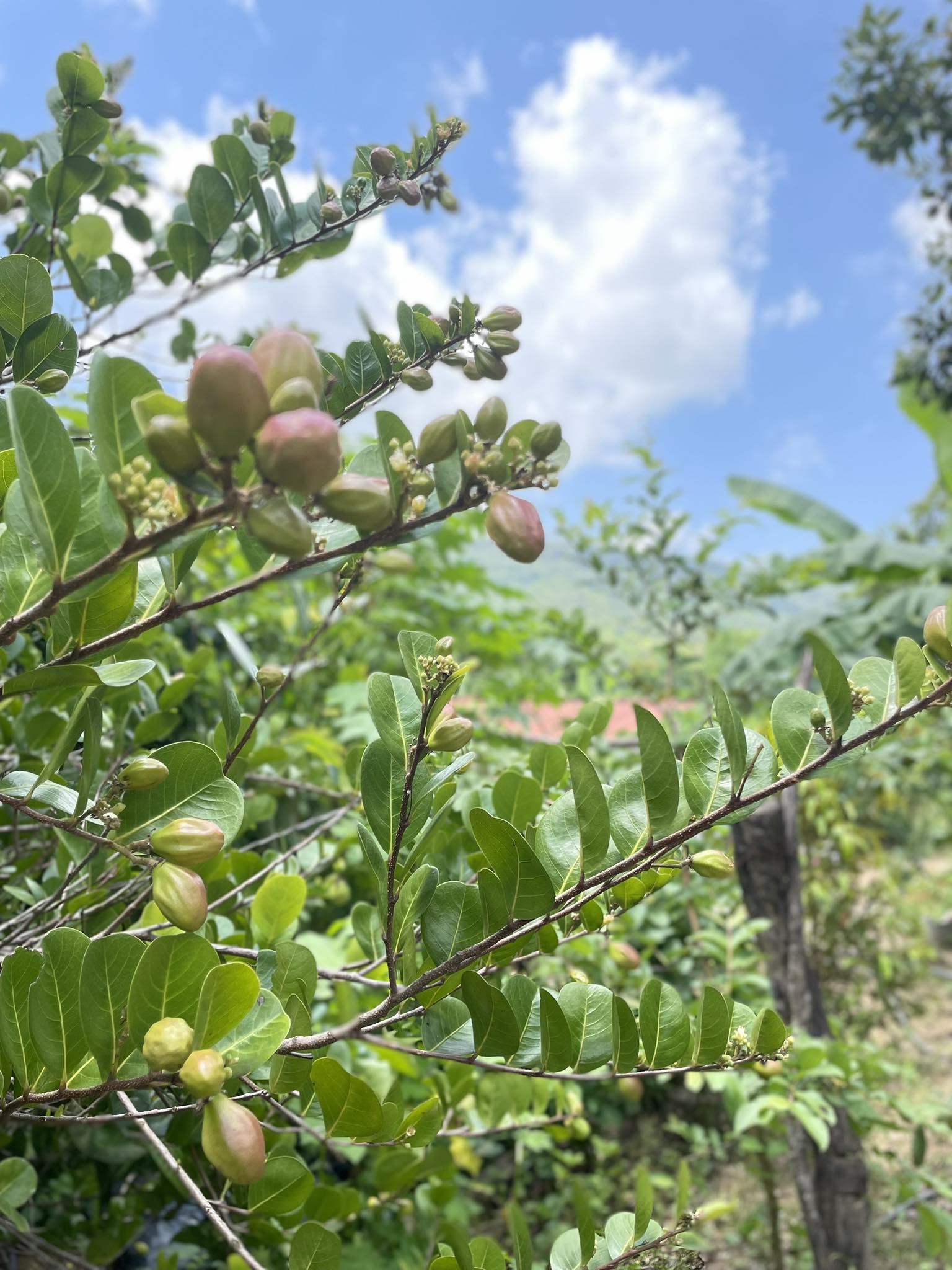 El Posquelite, Mpio Coyuca de Benitez, Gro.