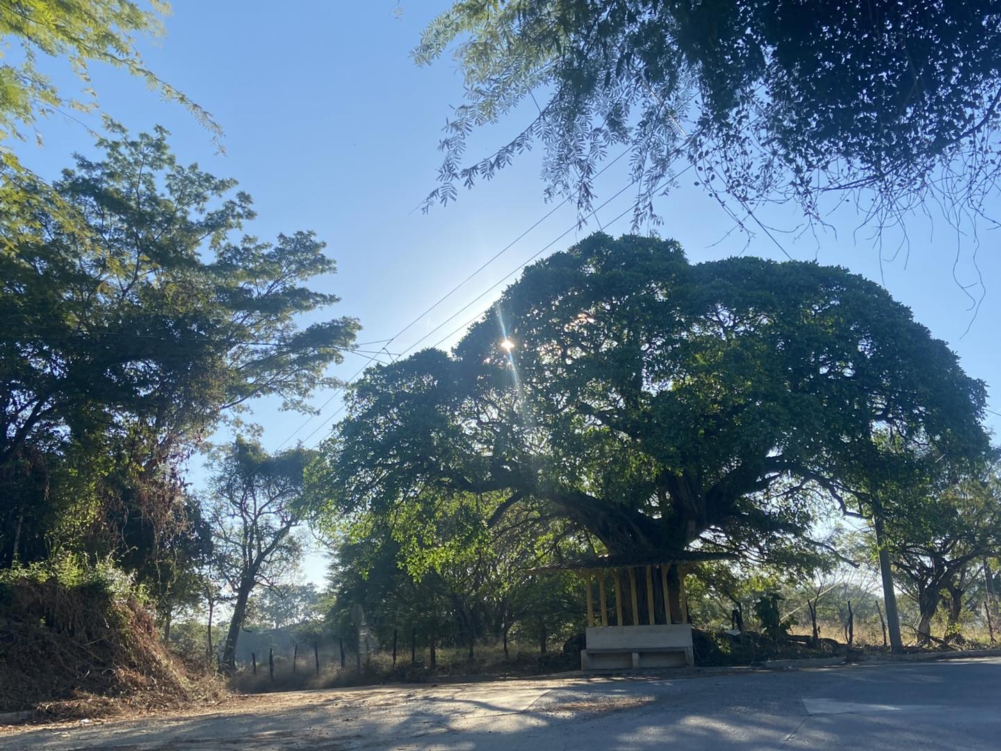 Yamabal - El árbol de amate reverdece nuevamente, brotando nuevas hojas ...