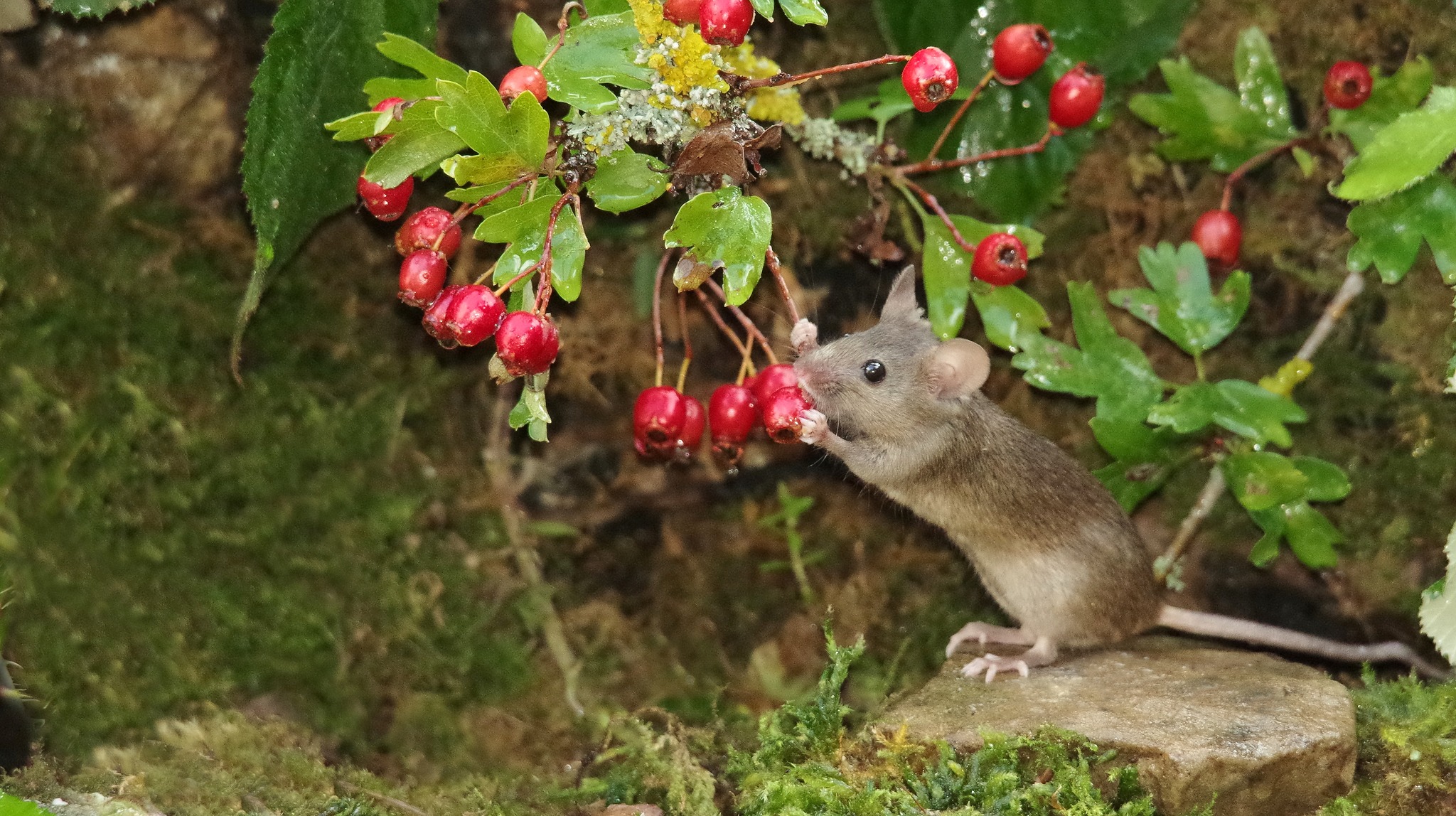 George the Mouse in... - George the Mouse in a log pile house