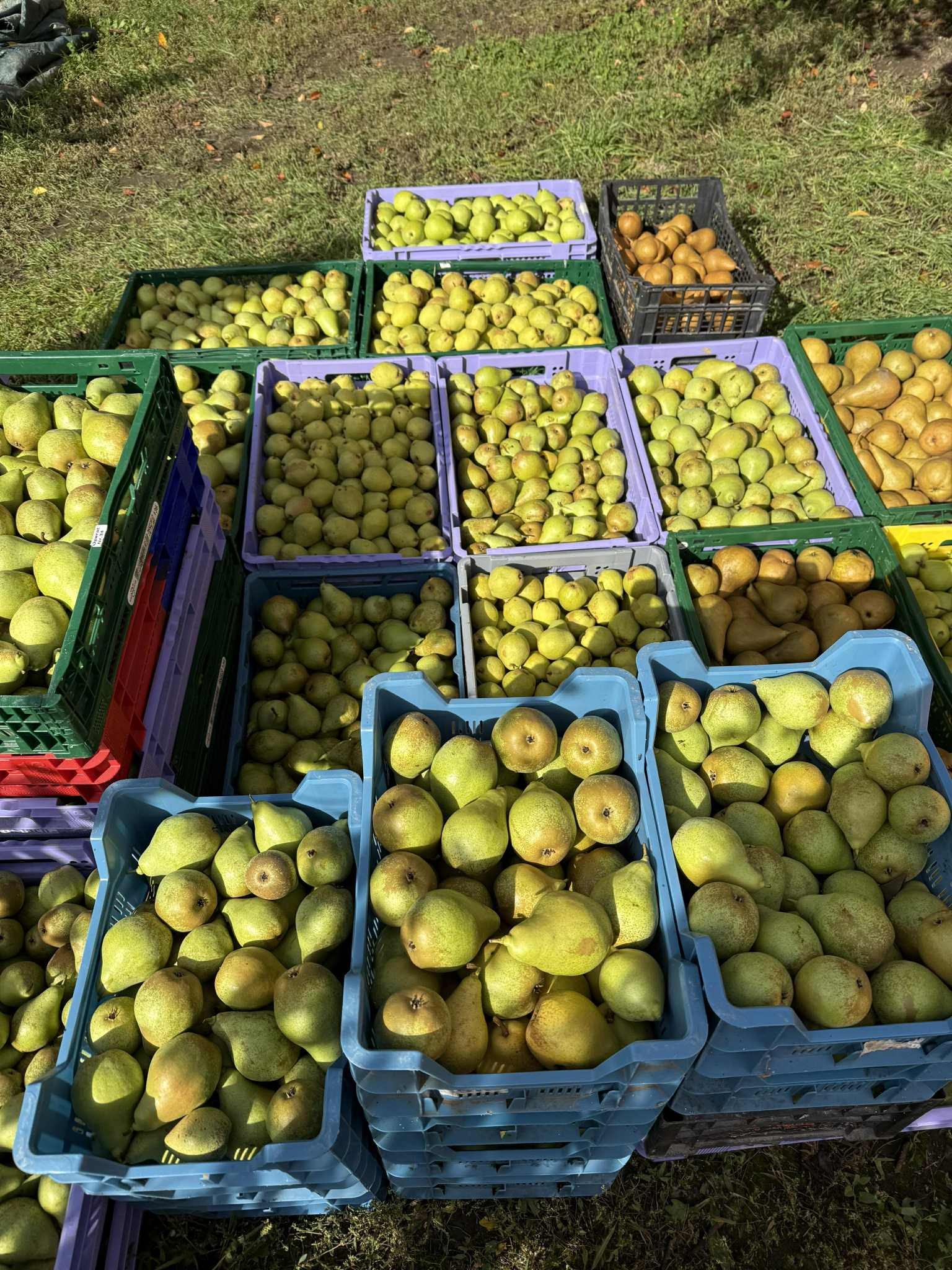 Vanzari Legume-Fructe Angro | Vând mere și pere angro | Facebook
