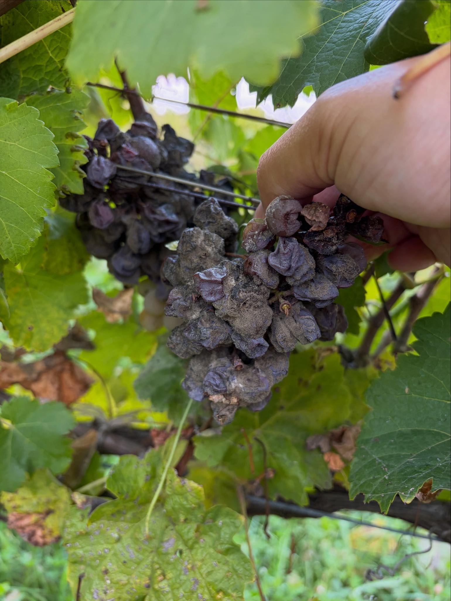 Domaine Atsushi Suzuki