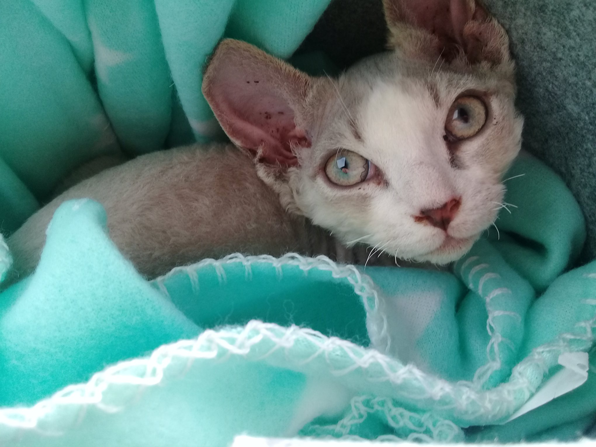 Rexellent Devon Rex Cattery