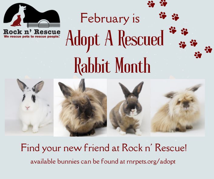 Rock N' Rescue - 🐇 February is Adopt a Rescued Rabbit... | Facebook
