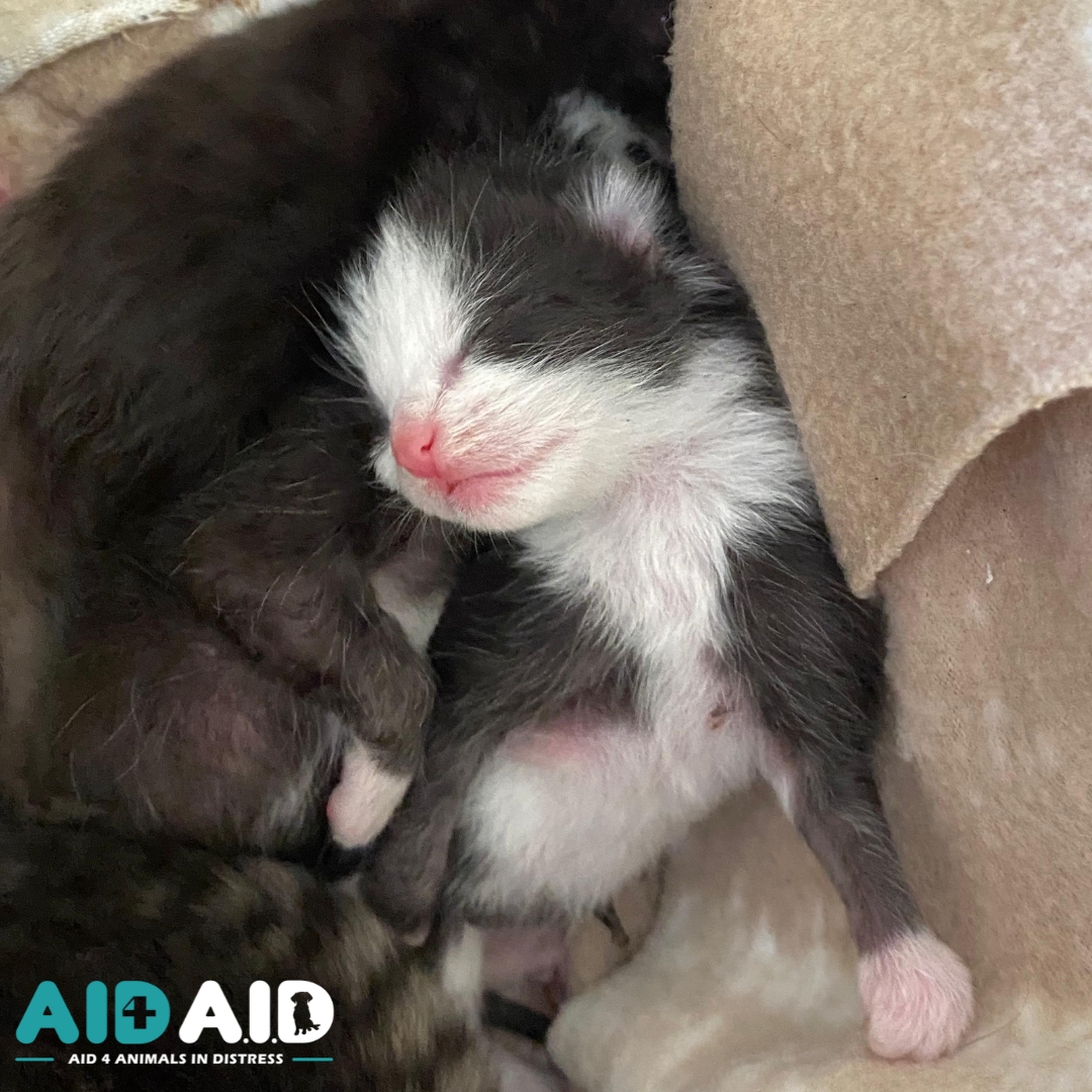 Aid 4 Animals In Distress... - Aid 4 Animals In Distress