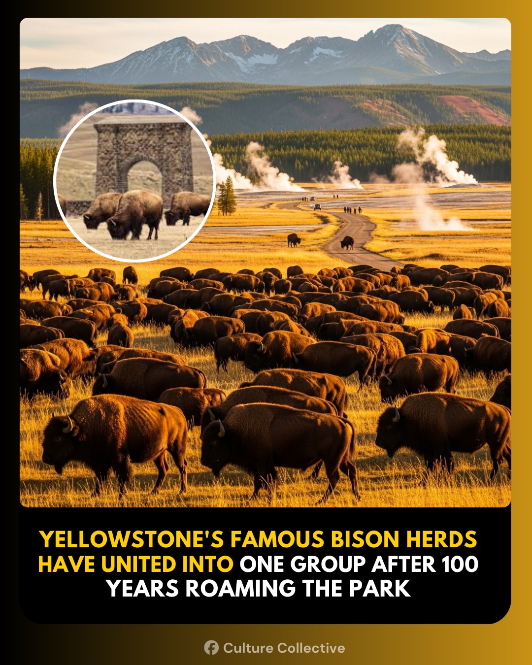 Culture - Yellowstone’s iconic bison herds have reunited into a single ...