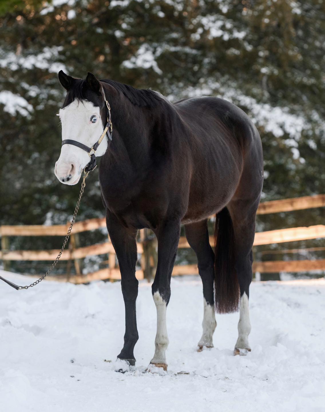 Triple R Horses - “Vivienne” is a 10yr old, 15.3-16hh,... | Facebook