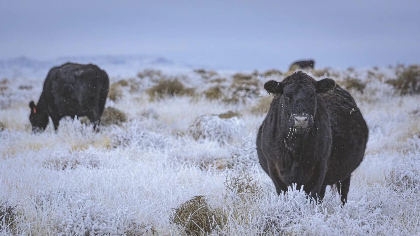 Green Mountain Red Angus added... - Green Mountain Red Angus